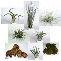 Tillandsia Doe het zelf pakket 1 8 delig