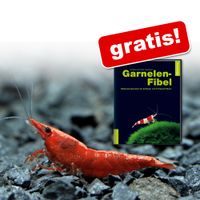 kaufen vergleich Red Cherry Garnele + Buch Garnelen Fibel Gratis!     10 Garnelen + Buch Gratis! - Zooplus