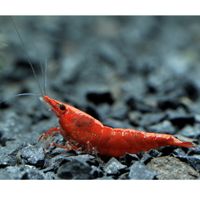 kaufen vergleich Red Cherry Garnele   Red Fire Garnele     10 Garnelen - Zooplus