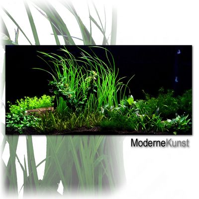 Aquarienpflanzen Zooplants ´´Moderne Kunst ´´ - 33 Pflanzen fuer Aquarien von 60 bis 120 Litern