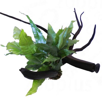 Moorkienwurzel mit Javafarn und Saugnapf - 1 Stueck (ca. 10 - 20 cm)