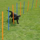 Agility Fun & Sport  -pujottelueste