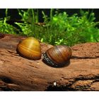 Algen-Rennschnecke - Neritina pulligera