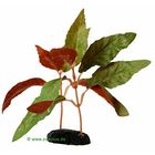 Alternanthera: planta acuatica artificial