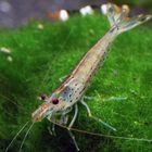 Amanogarnele - Caridina multidentata (japonica)