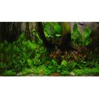Amazon Underwater Landscape
