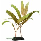 Ammannia Aquarium Plant