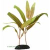 Ammannia: planta acuatica artificial