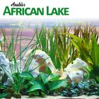 Anubias African Lake Barsch Pflanzenset