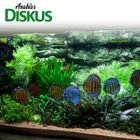 Anubias Diskusaquarium Pflanzenset