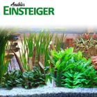 Anubias Einsteiger Pflanzenset