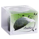 Anubias Linea Cup Wasserpflanzen 