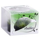 Anubias Linea Cup Wasserpflanzen 
