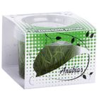 Anubias Linea Cup Wasserpflanzen 