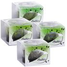 Anubias Linea Cup Wasserpflanzen 