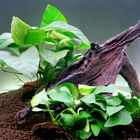 Anubias Mix auf Mangrovenholz Set