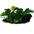 Anubias nana auf Mangrovenwurzel Set