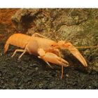 Apricot-Krebs - Cherax holthuisi