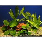 Aquariaplanten baars assortiment