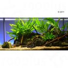 Aquarienpflanzen Zooplants 