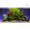 Aquarienpflanzen Zooplants 