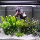 Aquarienpflanzen Zooplants Dschungel