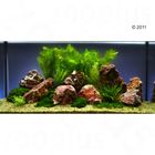 Aquarienpflanzen Zooplants 