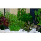 Aquarienpflanzen Zooplants 