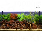 Aquarienpflanzen Zooplants 