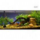 Aquarienpflanzen Zooplants 