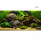 Aquarienpflanzen Zooplants 