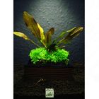 Aquarienpflanzen Zooplants Pflanzenset Fluval CHI