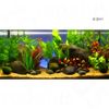 Aquarienpflanzen Zooplants 