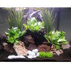 Aquarienpflanzen Zooplants 