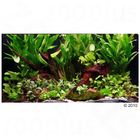 Aquarienpflanzen Zooplants 