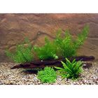 Aquariumplanten garnalen en dwergkreeft assortiment