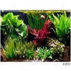 Aquariumplanten 