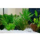 Aquariumplanten Zooplants Guppy-Platy-aquarium
