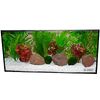 Aquariumplanten Zooplants Rood accent