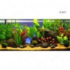 Aquariumplanten Zooplants Rood accent