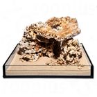 Assortiment de coraux pour aquarium