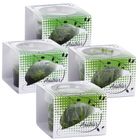 Assortiment de plantes Anubias Linea Cup 