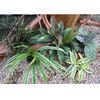 Assortiment multicolore pour terrariums humides