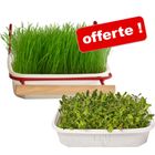 Barquette d'herbe pour oiseaux Mucki +1 barquette offerte