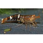 Bijengarnaal - Caridina cf. cantonensis
