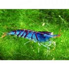 Blaue Tigergarnele - Caridina sp. 
