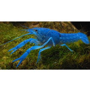 Blauer Florida Krebs - Procambarus alleni