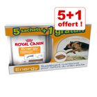 Coffret friandises Royal Canin