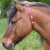 Collier anti-insectes pour chevaux