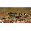 Crevettes tigrées - Caridina cantonensis var. Tiger